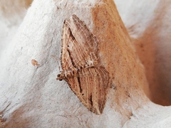 Costaconvexa polygrammata
