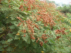 Koelreuteria paniculata