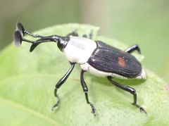Cercidocerus albicollis