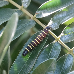 Delias pasithoe