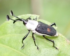 Cercidocerus albicollis