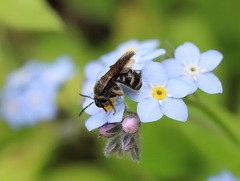 Lasioglossum calophyllae