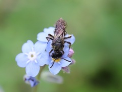 Lasioglossum calophyllae