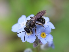 Lasioglossum calophyllae