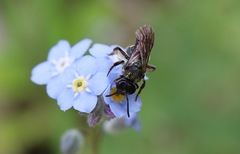 Lasioglossum calophyllae