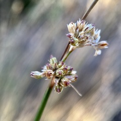 Juncus subsecundus