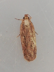 Depressaria daucella
