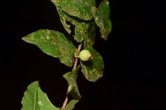 Mouriri myrtilloides