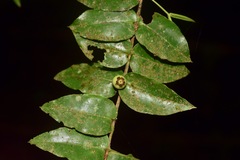 Mouriri myrtilloides