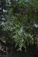 Mouriri myrtilloides