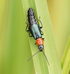 Carphurus cyanopterus