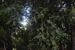 Mouriri myrtilloides