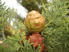 Cupressus sempervirens