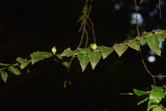 Mouriri myrtilloides