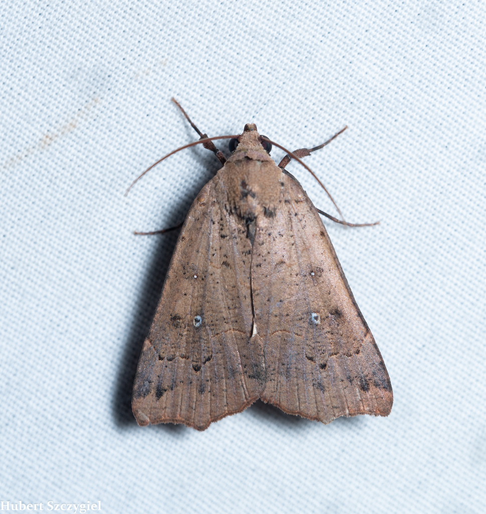 Anomis hawaiiensis