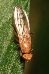 Opomyza florum