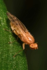 Opomyza florum
