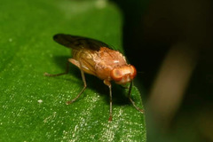 Opomyza florum