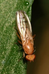 Opomyza florum