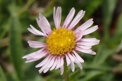Erigeron neglectus