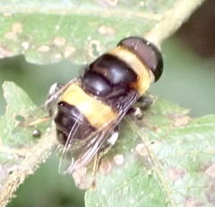 Phytomia natalensis