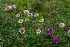 Erigeron neglectus