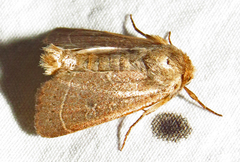 Ulolonche culea