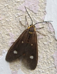 Dysauxes famula
