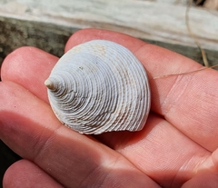 Maurea pellucida