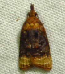Platynota flavedana