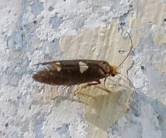 Incurvariidae