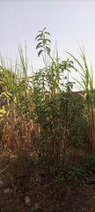 Gymnanthemum amygdalinum