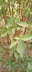 Gymnanthemum amygdalinum