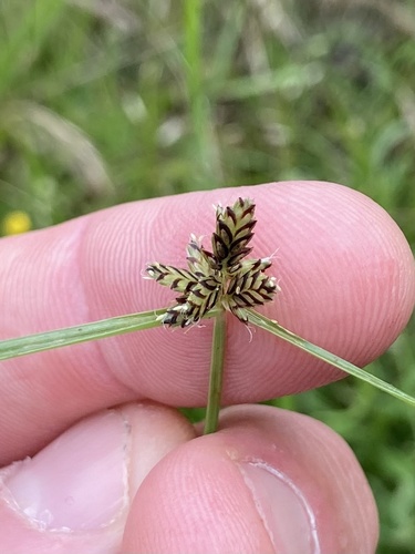 Cyperus sanguinolentus