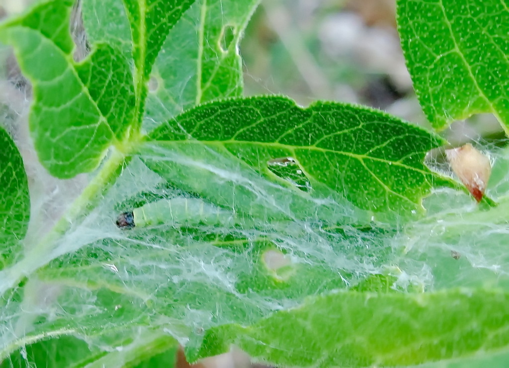 Depressaria dictamnella