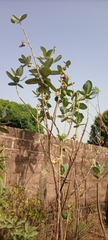 Calotropis procera image