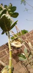 Calotropis procera image