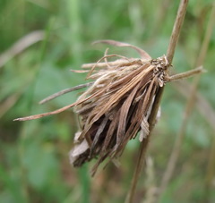 Canephora hirsuta