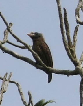 Bristle-nosed Barbet (Gymnobucco peli)