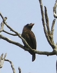 Gymnobucco peli