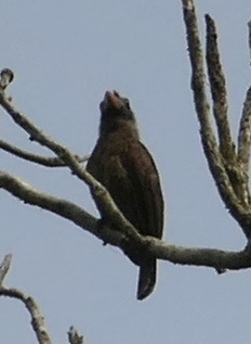 Bristle-nosed Barbet (Gymnobucco peli), photo 2