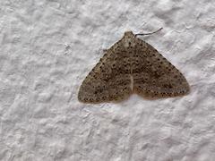 Colostygia multistrigaria