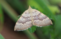 Chrysolarentia insulsata