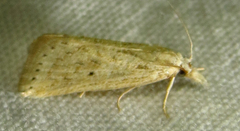 Diatraea lisetta