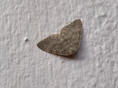 Colostygia multistrigaria