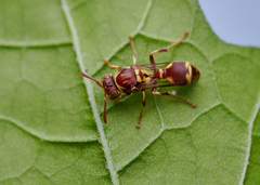 Ropalidia cyathiformis