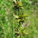 Carex leersii - Photo (c) Gennadiy Okatov, algunos derechos reservados (CC BY-NC), uploaded by Gennadiy Okatov