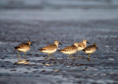 Calidris tenuirostris