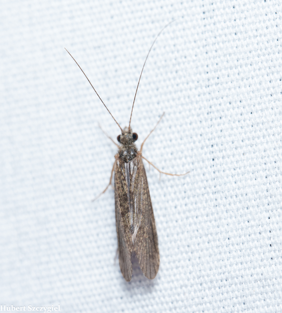 Cheumatopsyche analis