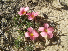 Oxalis hirta